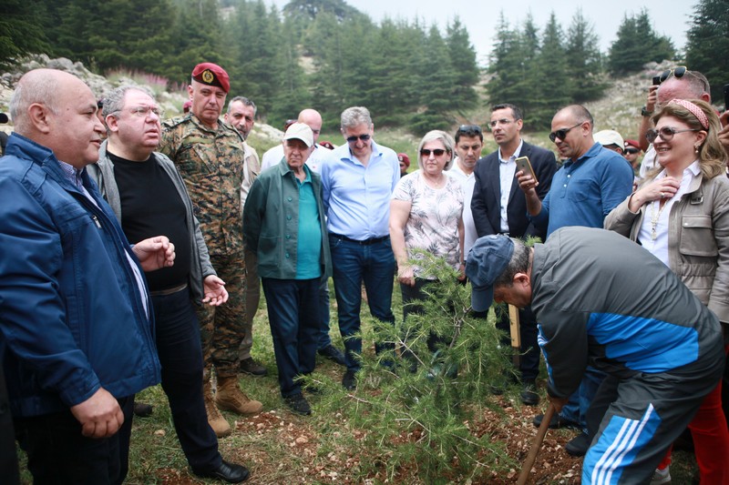 Cedar tree in memory of the Lebanese Commandos Regiment founder